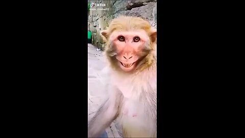 laughing monkey