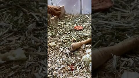 Guinea pig Pepper scoffing the leftovers