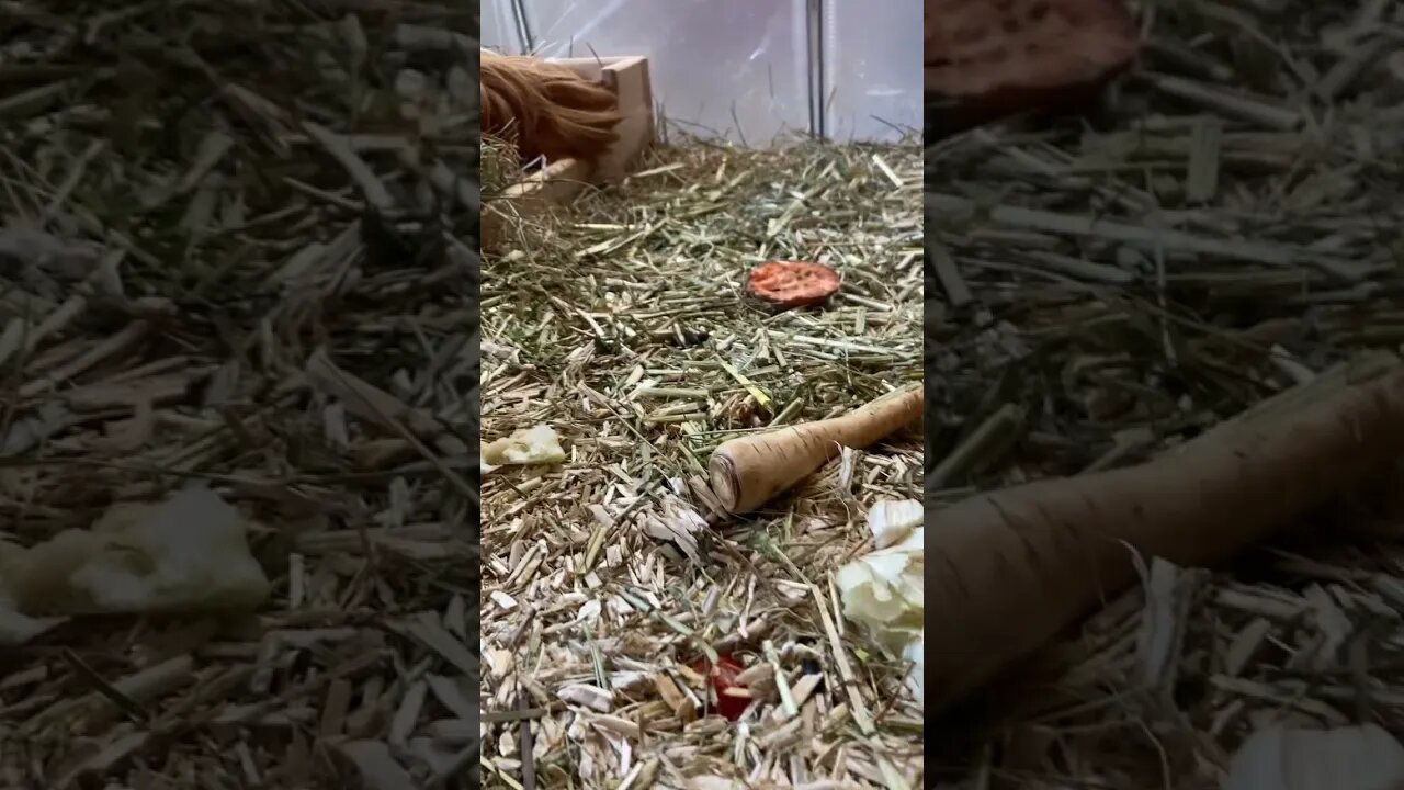 Guinea pig Pepper scoffing the leftovers