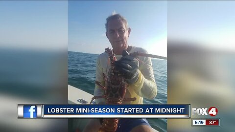 Lobster mini-season under way in Florida