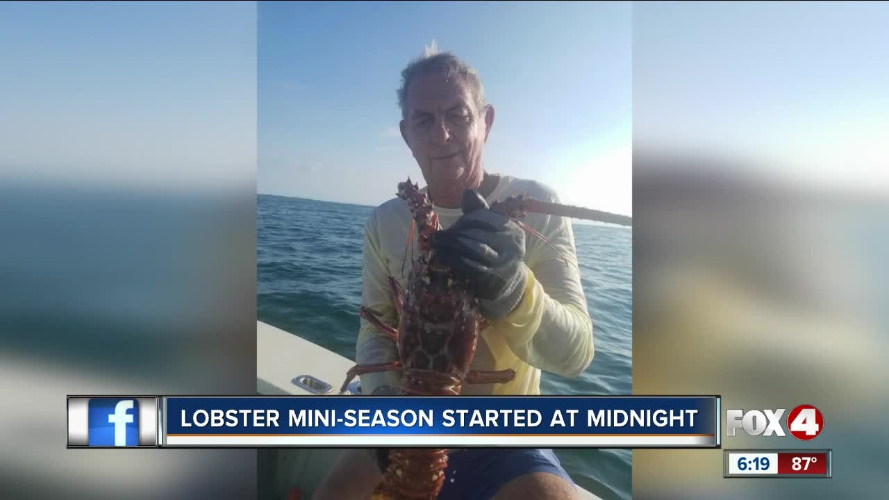 Lobster mini-season under way in Florida