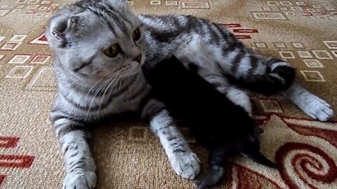 Scottish fold mother cat and her baby