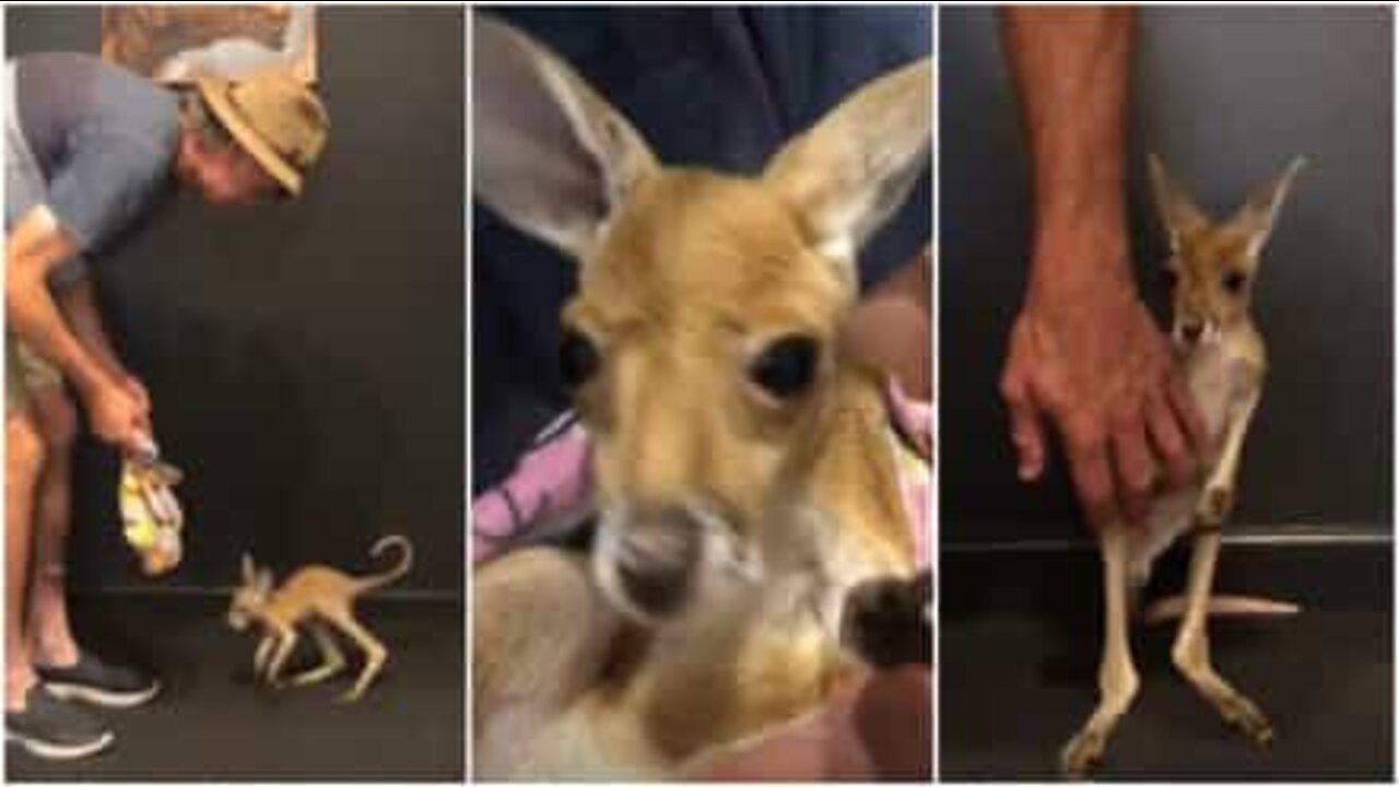 Kängurun Joey tar sina första steg i ett australiensiskt känguruhem