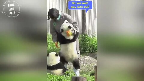 Funny baby pandas | Baby panda falling