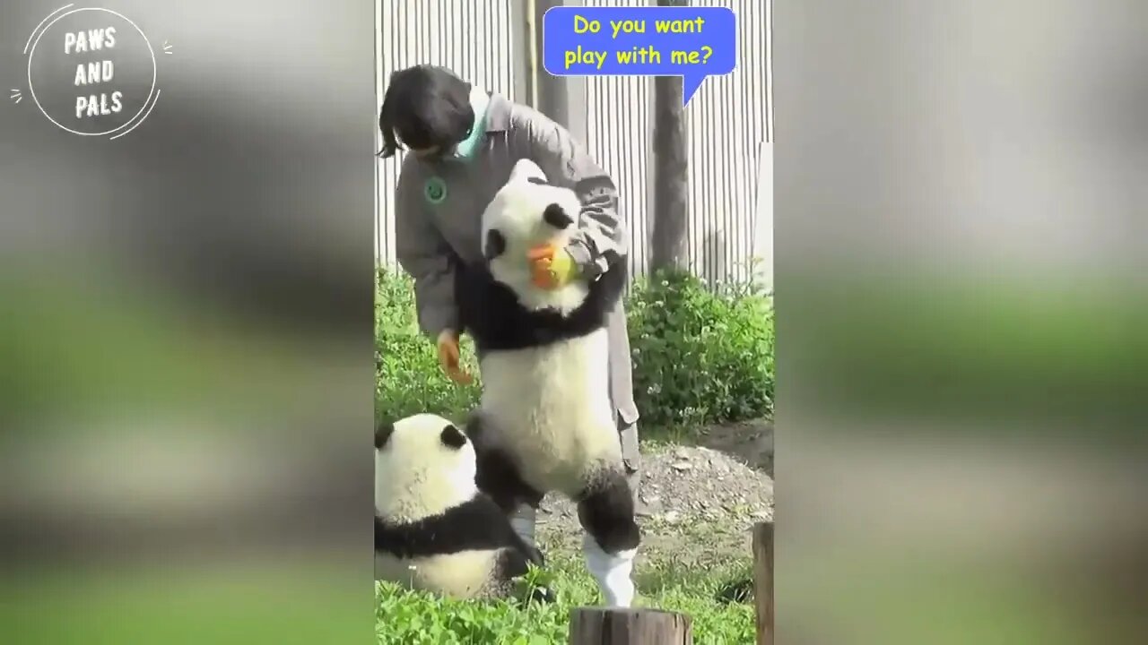Funny baby pandas | Baby panda falling