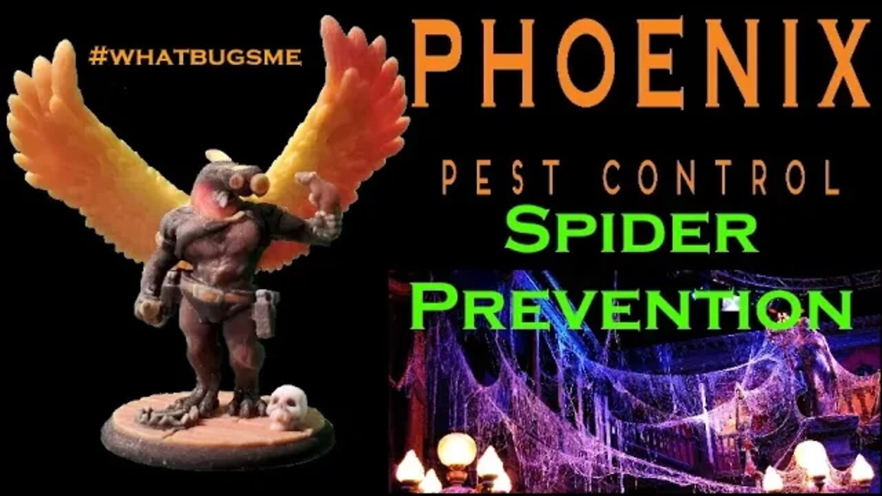 Spider Prevention #whatbugsme | Phoenix Pest Control TN