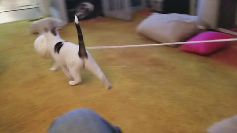 Klepto Cats