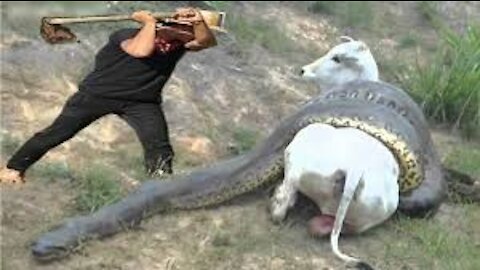 Most amazing wild animal attacks #4 | biggest python #4 , giant anaconda