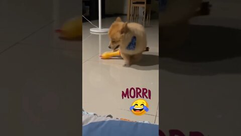 SECA DO CÃO 😂😂😂