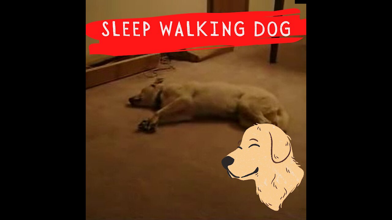 Cute Sleepwalking Dog