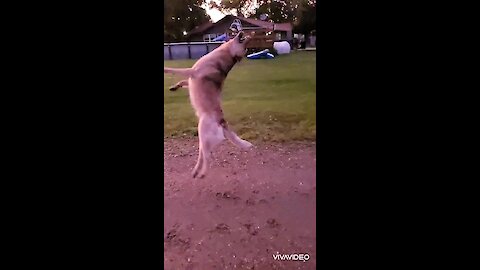 Cutest back flippin cattle dog