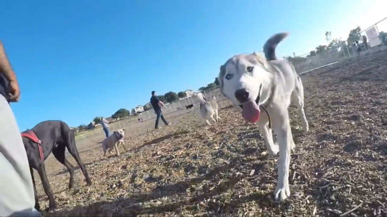 These Rare Dogs That Will Turn Heads at the Dog Park