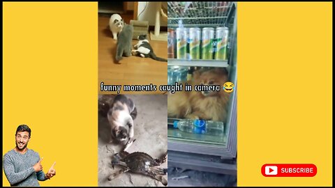 "How Animals Keep Us Laughing: Hilarious Moments Caught on Camera!" PART - 2