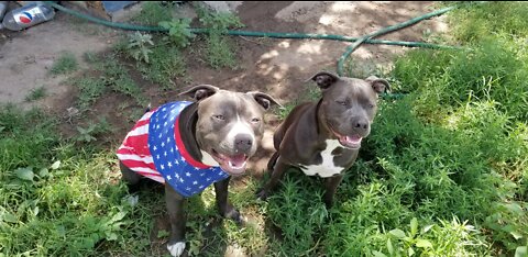 4 of july celebration odin and sister sylvie