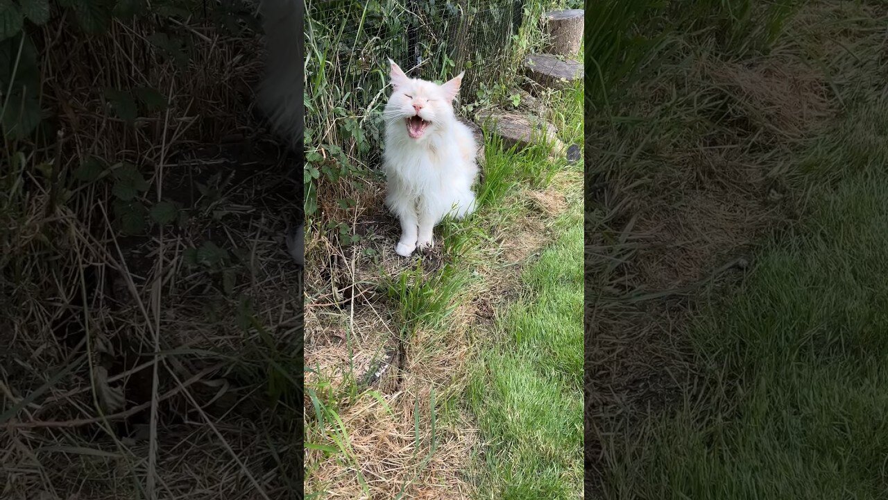 Maine Coon cats talk a lot!