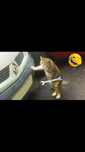 Funny Cats & Dogs moments 😹