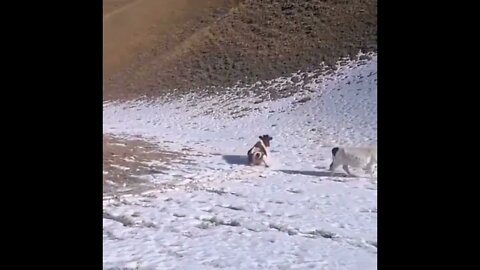 Cow Sliding Down Hill