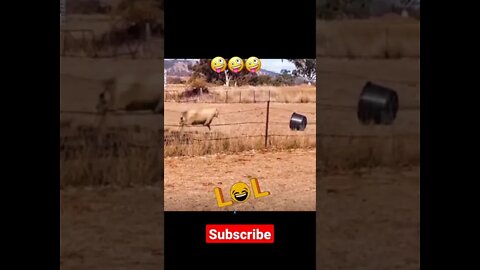 best funny moments #shorts