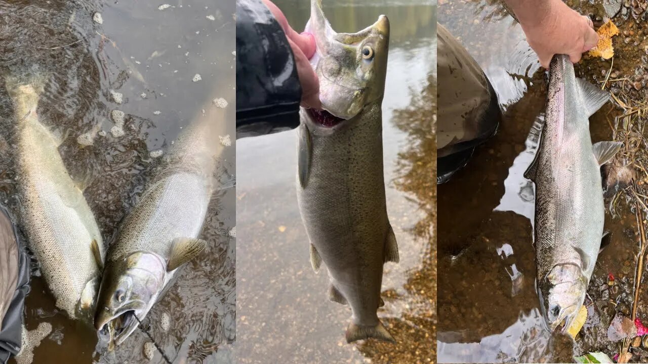 Michigan Coho Salmon Fishing In The River / Float Fishing For Salmon With Skein / Coho Bobber Downs