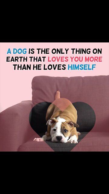 A Dog Is The Only Thing [GMG Originals]