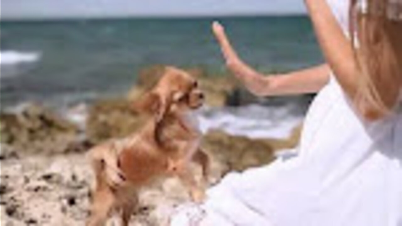 10 Most Powerful Dogs in the World