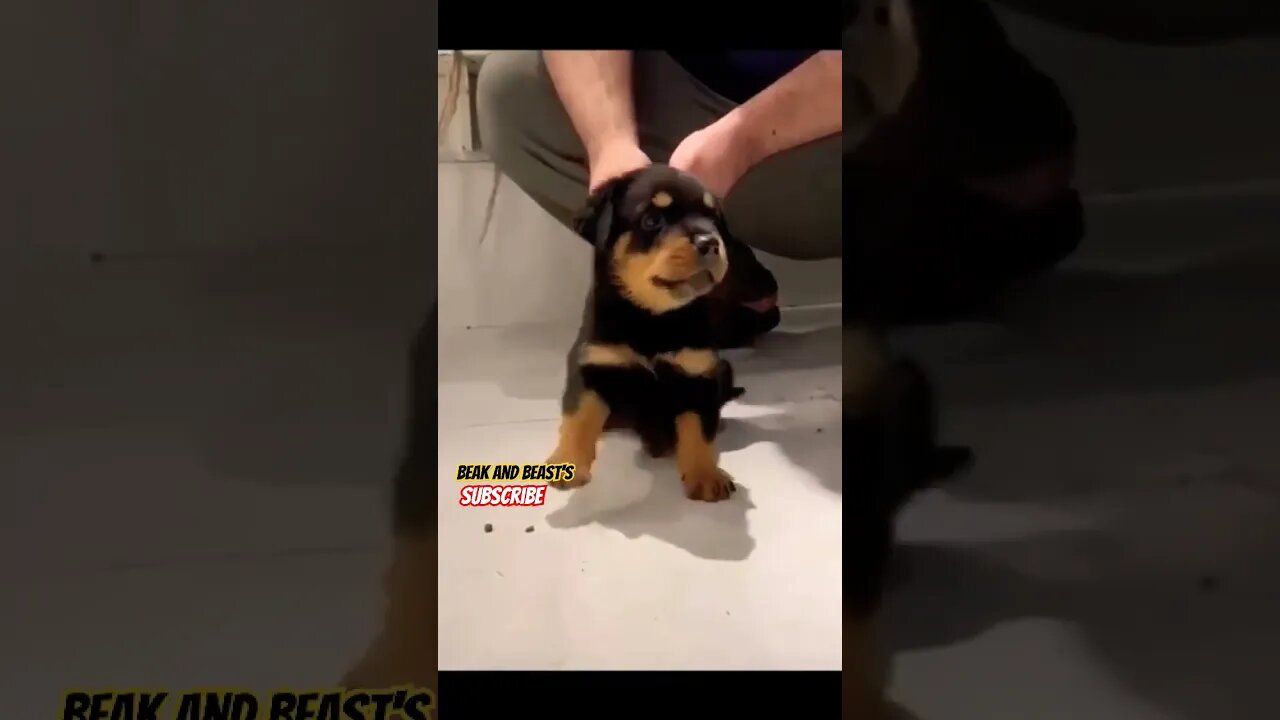 Cute Puppy 🥰 #rottweiler #dog #puppy #shorts