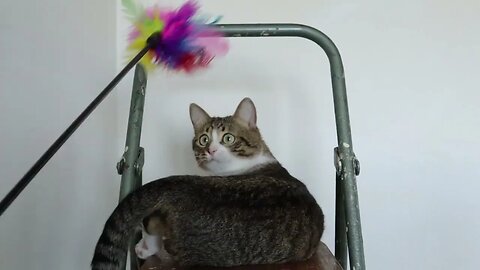 A Funny Happy Playful Cat