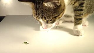 Kitten Rudolph Wants to Play with a Green Bug