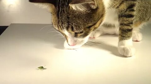 Kitten Rudolph Wants to Play with a Green Bug
