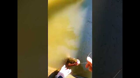 Amazing hook fishing big fish