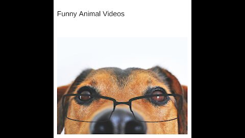 Top 10 Funny dogs - barking videos