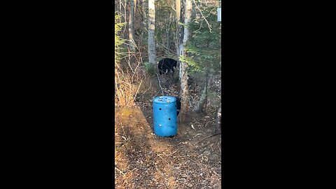 Mama bear visit