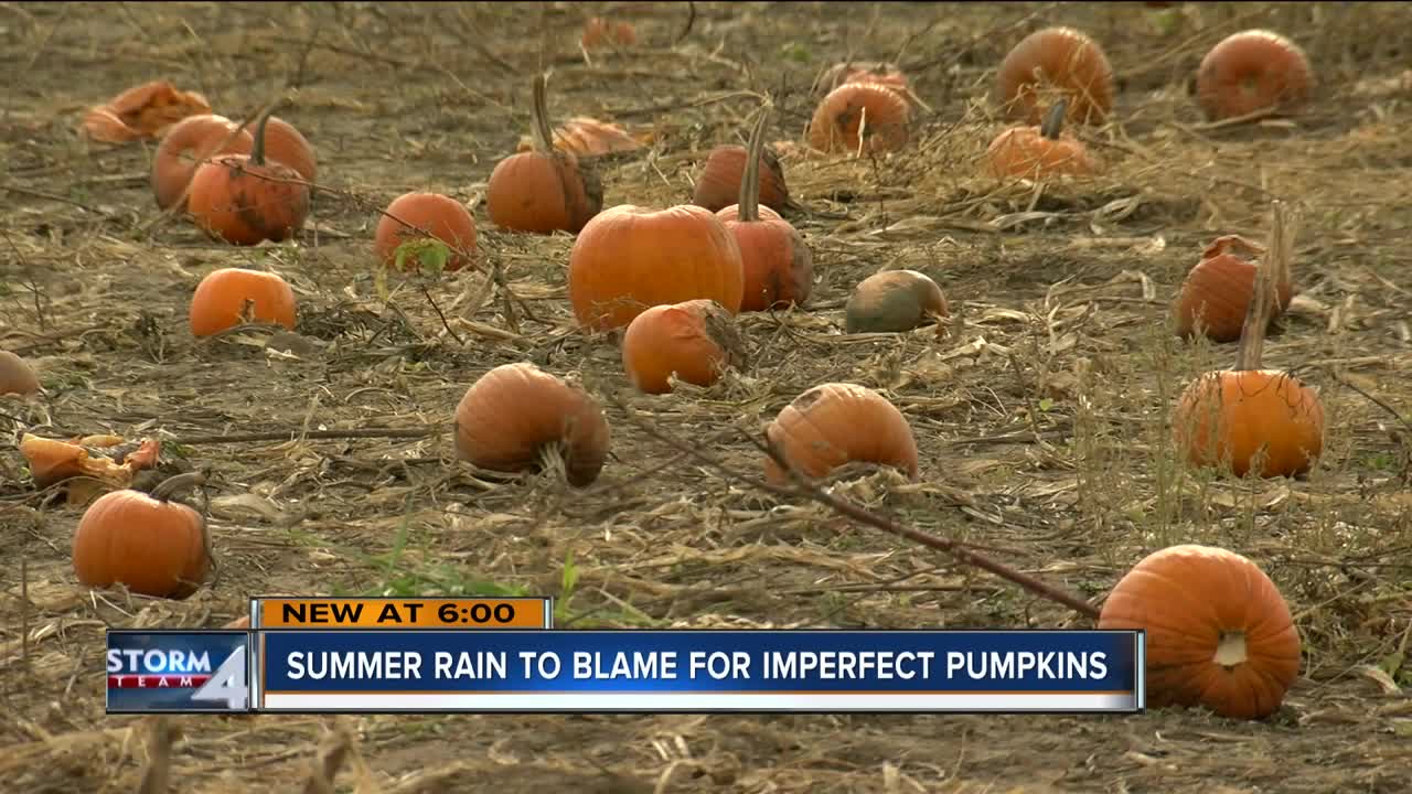 Summer rain to blame for imperfect pumpkins