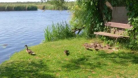 Sonntag Vormittag am Amazonas des Noredens
