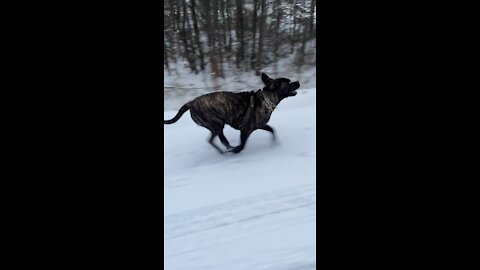 Cane Corso and 6 wheeler