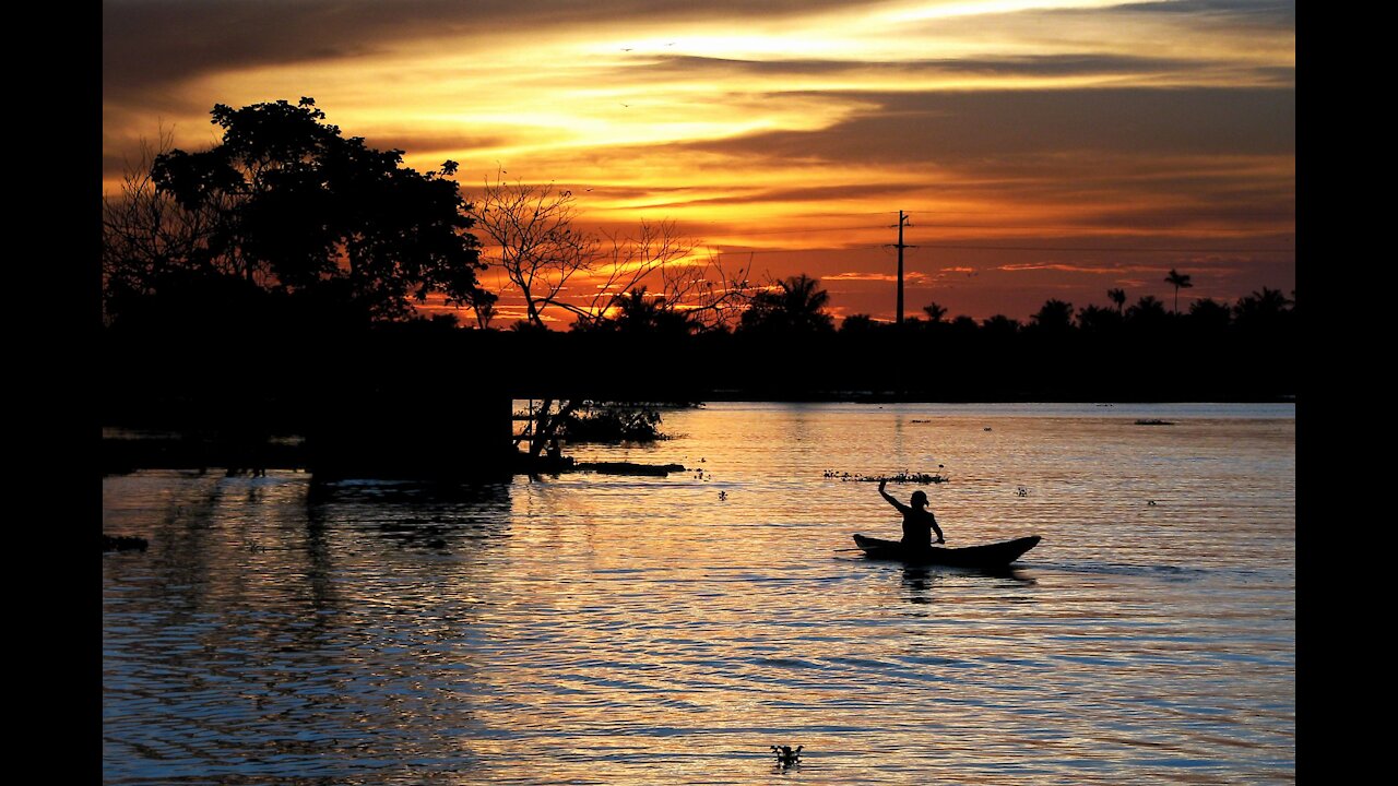 Life in the amazon