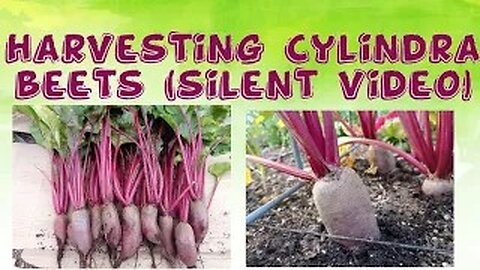 How to Harvest Cylindra Beets 2023