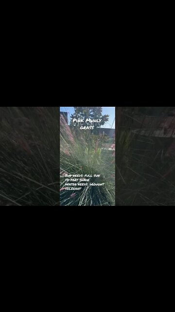 Muhlenbergia capillaris