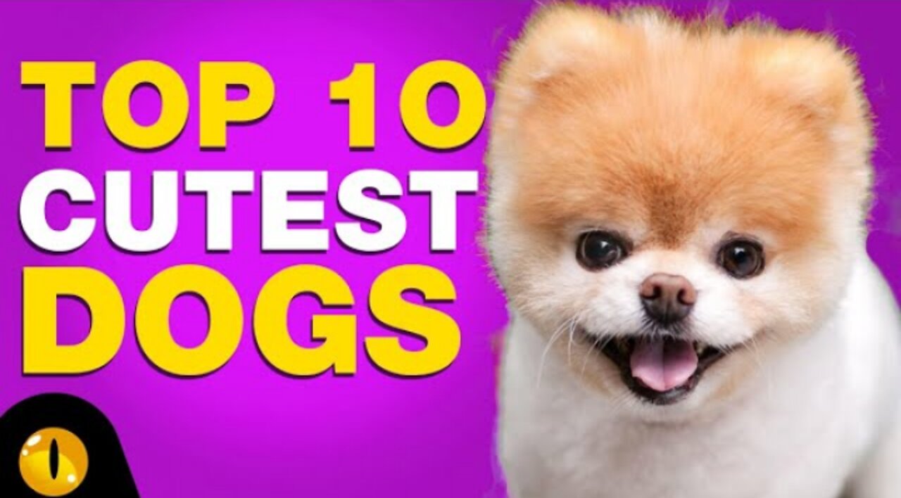 Top 10 cute dogs 🥰🥰😱😱