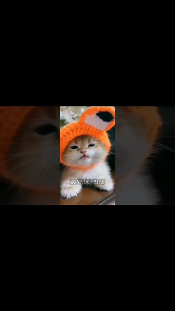 TENTE NÃO ACHAR FOFO🥰🥰🥰