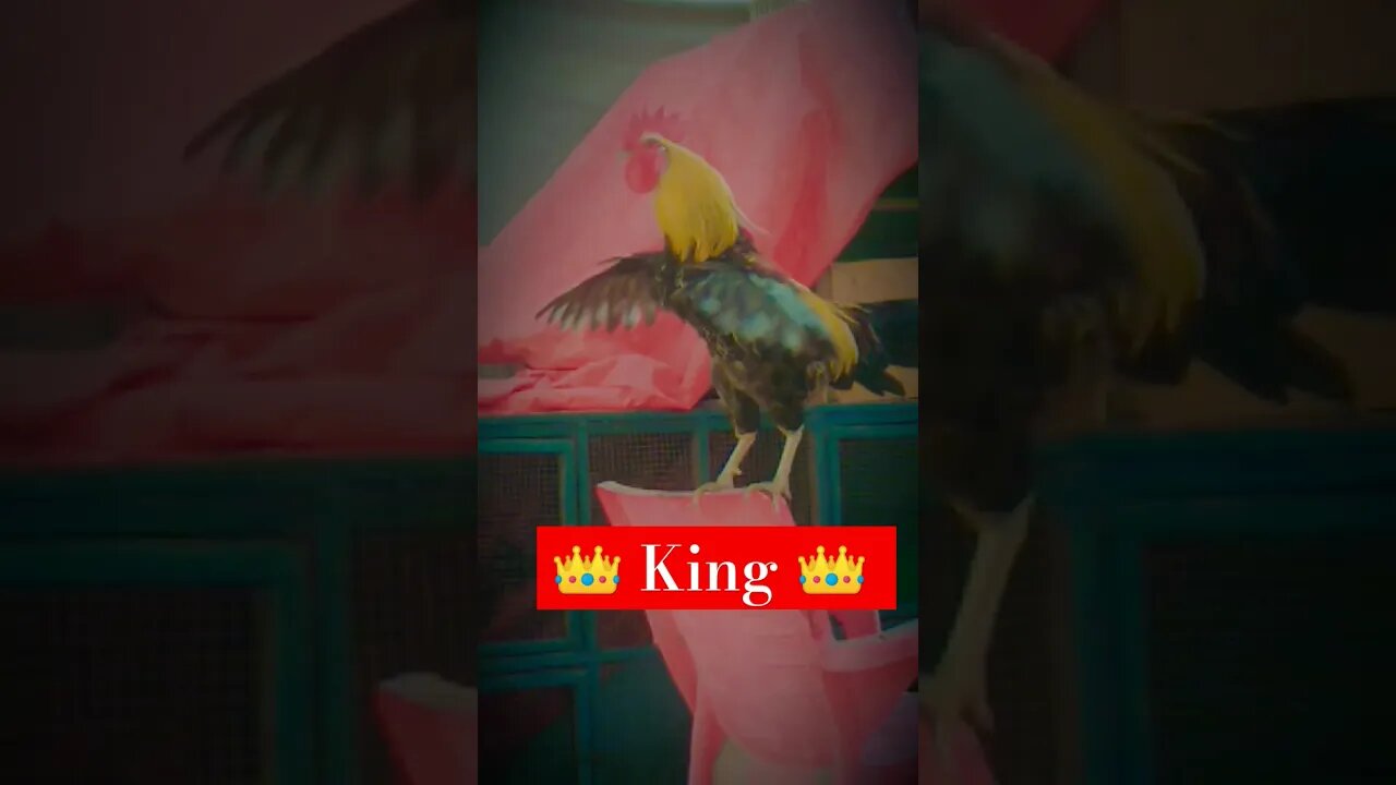 🔥 Attitude King 🔥 [Desi Murga] #shorts #youtubeshorts #king #attitude #viral #killerattitude