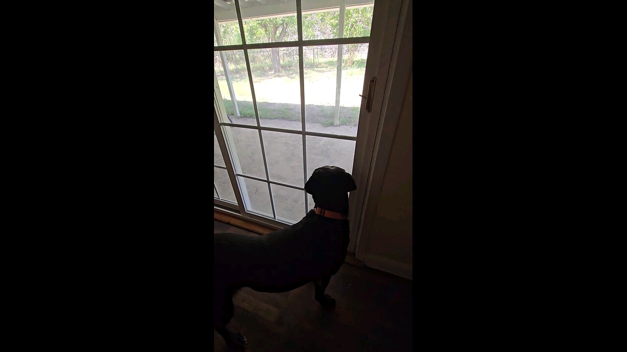 Dog used telekinesis to open the door. Just watch.