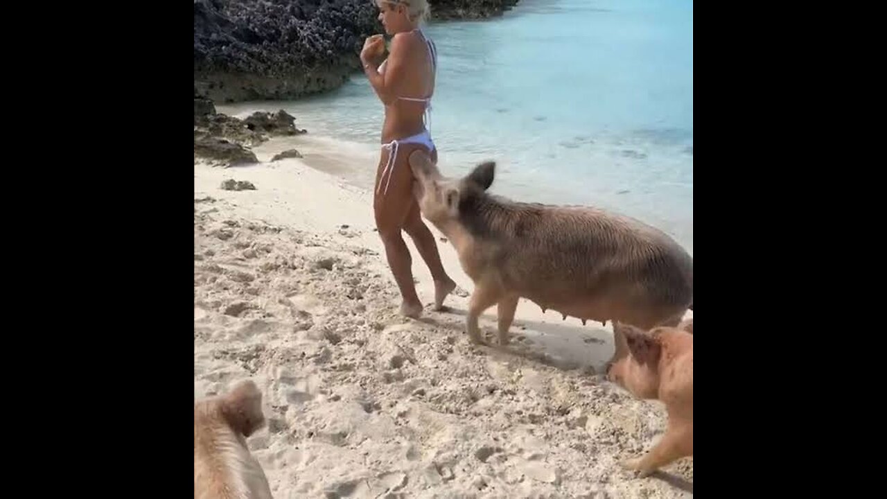 funny animal attack 🤣