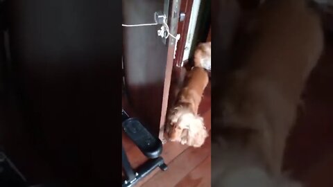 golden dog