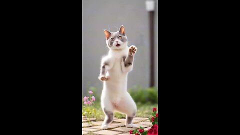 Cat dance