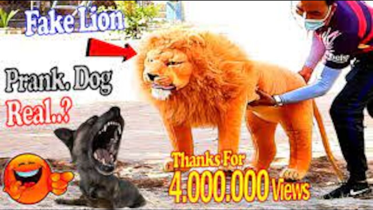 Trolando cachorro com falso leao e tigre - Prank Dog Funny & fake Lion and more