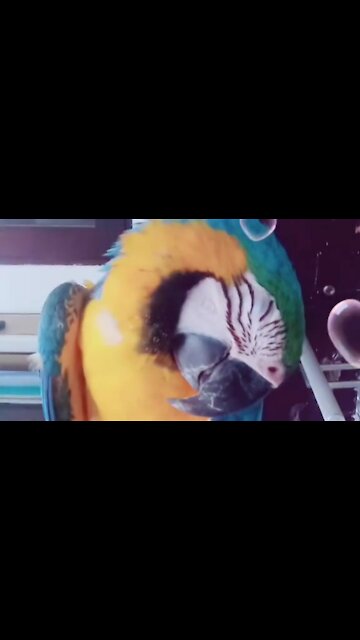 very cute parrot when it sleeps