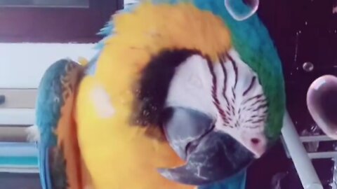 very cute parrot when it sleeps