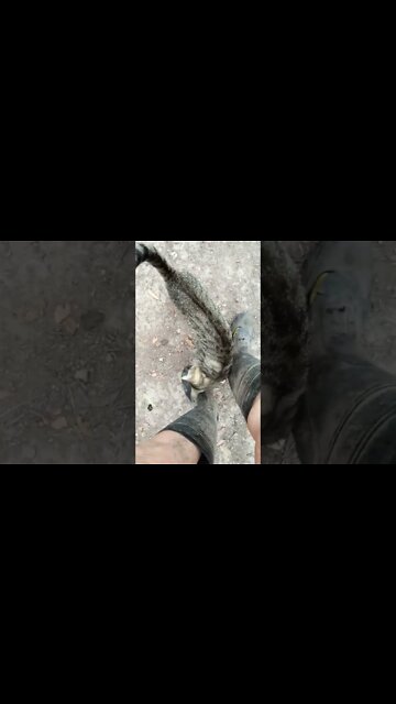 Good morning Rhiannon P2 and Skippy