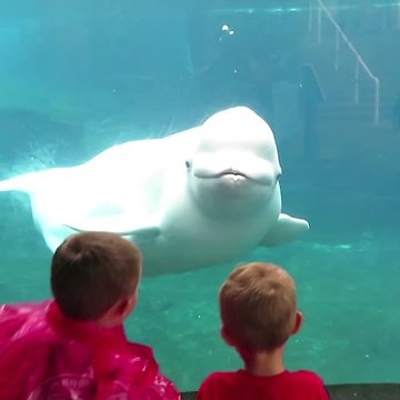 Two Boys Interact With A Whale